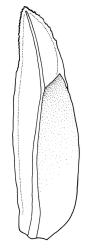 Fissidens dubius, leaf. Drawn from J.K. Bartlett 23383, WELT M007506.
 Image: R.C. Wagstaff © Landcare Research 2014 